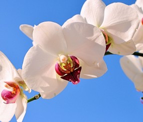 福建正规助孕捐卵机构，附正规捐卵机构报名表！